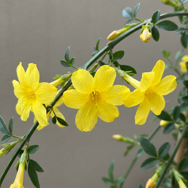 Winterjasmin – Jasminum nudiflorum – Ansicht 3