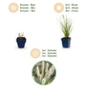 Lampenputzergras ‚Little Bunny' – Pennisetum alopecuroides – Ansicht 4