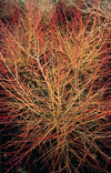 Roter Hartriegel ‚Anny's Winter Orange' – Cornus sanguinea – Ansicht 3