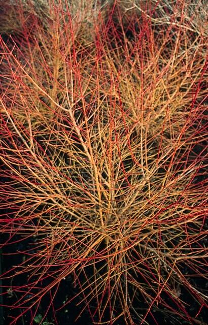 Roter Hartriegel ‚Anny's Winter Orange' – Cornus sanguinea – Ansicht 3