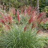 Chinaschilf ‚Red Chief' – Miscanthus sinensis – Ansicht 4