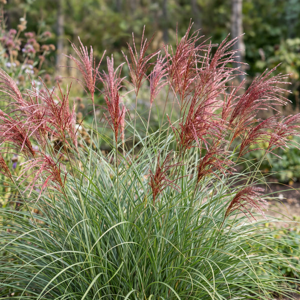 Chinaschilf ‚Red Chief' – Miscanthus sinensis – Ansicht 4