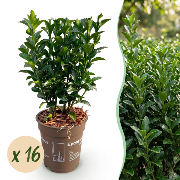 Spindelstrauch ‚Green Spire' – Euonymus japonicus