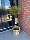 Liguster Stämmchen – Ligustrum delavayanum – Ansicht 5