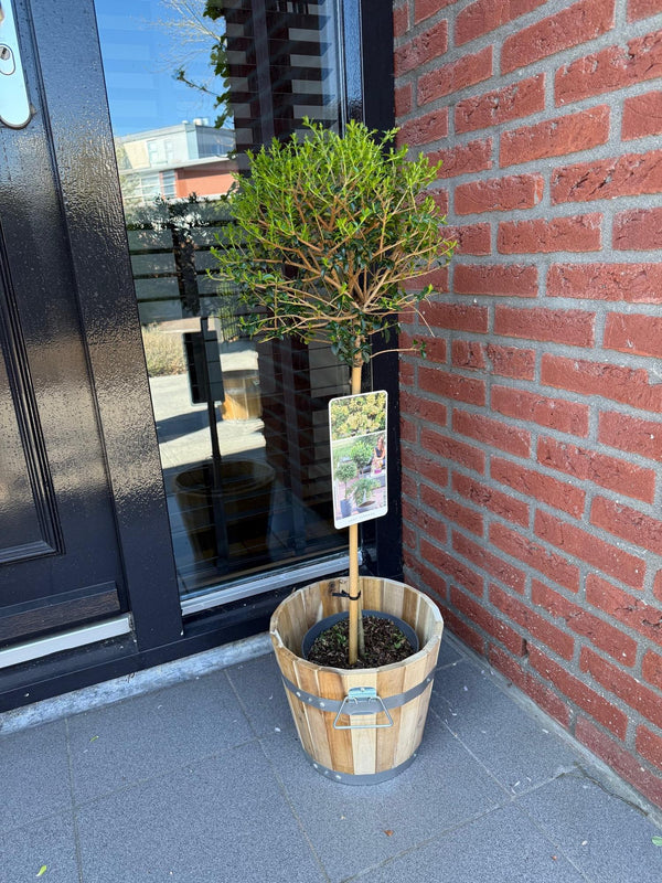 Liguster Stämmchen – Ligustrum delavayanum – Ansicht 5