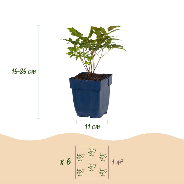 Prachtspiere ‚Fanal' – Astilbe arendsii – Ansicht 3