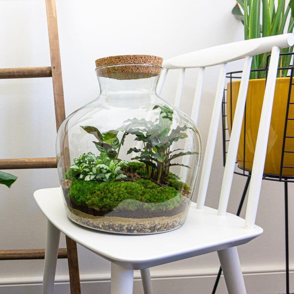 Flaschengarten-Set „Fat Joe" – DIY-Terrarium mit Licht – Ansicht 6