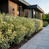 Japanischer Spindelstrauch ‚White Spire' – Euonymus japonicus – Ansicht 6