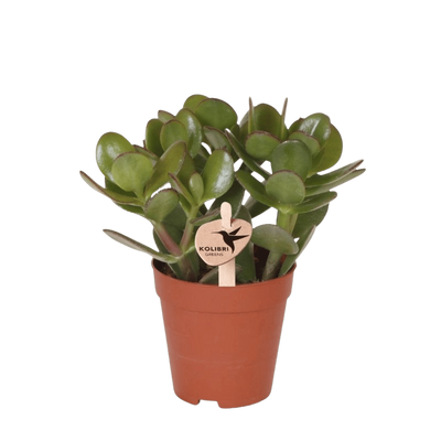 Geldbaum – Crassula ovata