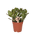 Geldbaum – Crassula ovata