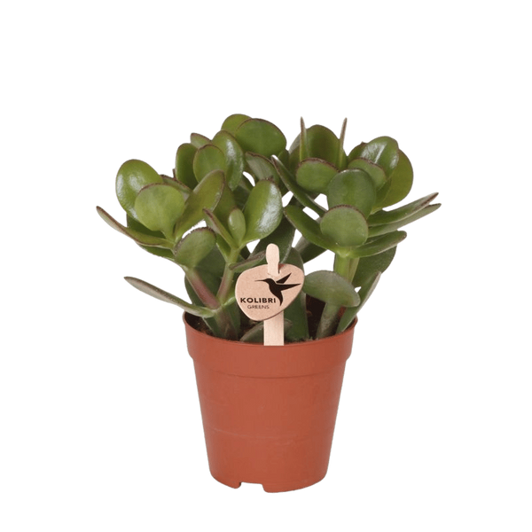 Geldbaum – Crassula ovata