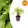 Hirschzungenfarn – Asplenium scolopendrium