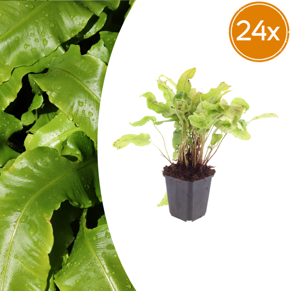Hirschzungenfarn – Asplenium scolopendrium