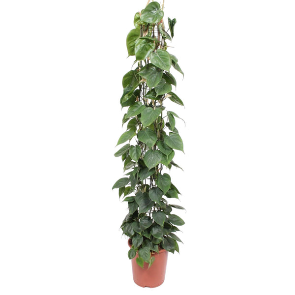 Baumfreund – Philodendron scandens am Rankgitter