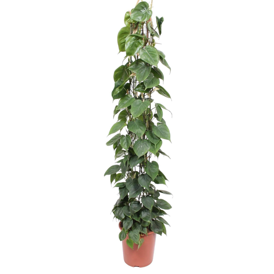 Philodendron