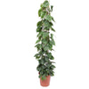 Baumfreund – Philodendron scandens am Rankgitter – Ø 27 cm · 160 cm, Rankgitter, ohne Übertopf