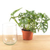 Monstera in Vase – DIY-Hydrokultur-Set