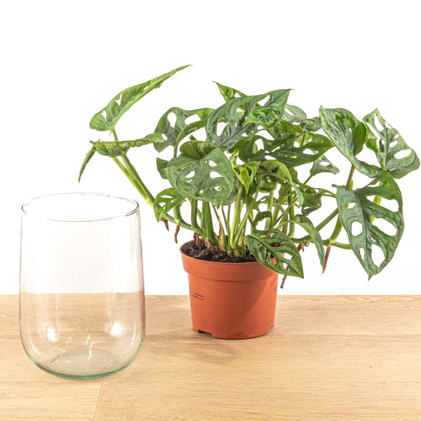 Monstera in Vase – DIY-Hydrokultur-Set