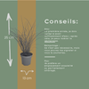 Chinaschilf ‚Gracillimus' – Miscanthus sinensis – Ansicht 9