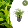 Borstiger Schildfarn ‚Herrenhausen' – Polystichum setiferum – 6 Stück