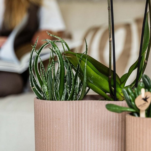 Aloe ‚Maidu' – Ansicht 2