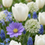 Blumenzwiebel-Set „Bulb Garden Blue" – blaue Blumenzwiebeln