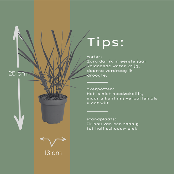 Rutenhirse ‚Rotstrahlbusch' – Panicum virgatum – Ansicht 7