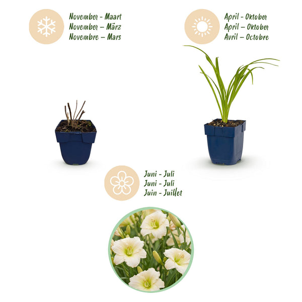 Taglilie ‚Arctic Snow' – Hemerocallis – Ansicht 4