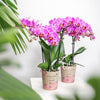 Schmetterlingsorchidee ‚Mineral Vienna' – Phalaenopsis – Ansicht 8