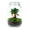 Flaschengarten-Set „Ficus Ginseng" – DIY-Terrarium mit Bonsai – Ansicht 3