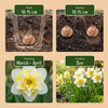 Narzisse ‚Ice King' – Narcissus – Ansicht 4