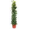 Efeutute – Epipremnum aureum