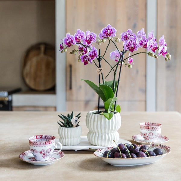 Schmetterlingsorchidee ‚Diamond El Salvador' – Phalaenopsis – Ansicht 5