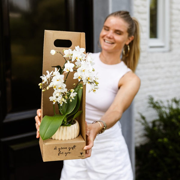 Schmetterlingsorchidee ‚Antwerp' – Phalaenopsis – Ansicht 4