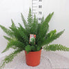 Zierspargel ‚Meyers' – Asparagus densiflorus