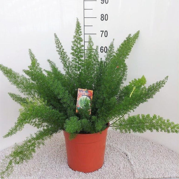 Zierspargel ‚Meyers' – Asparagus densiflorus