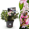 Zwerg-Rhododendron ‚Bloombux Magenta' – Rhododendron