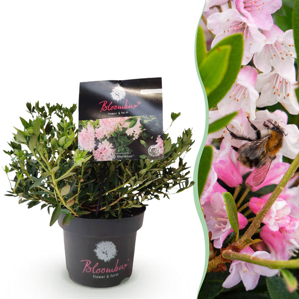 Zwerg-Rhododendron ‚Bloombux Magenta' – Rhododendron