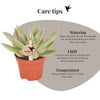 Echeveria ‚Miranda' – Ansicht 12