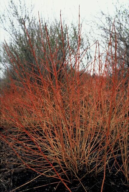 Roter Hartriegel ‚Midwinter Fire' – Cornus sanguinea – Ansicht 6