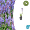 Steppensalbei ‚Caradonna' – Salvia nemorosa – 6 Stück