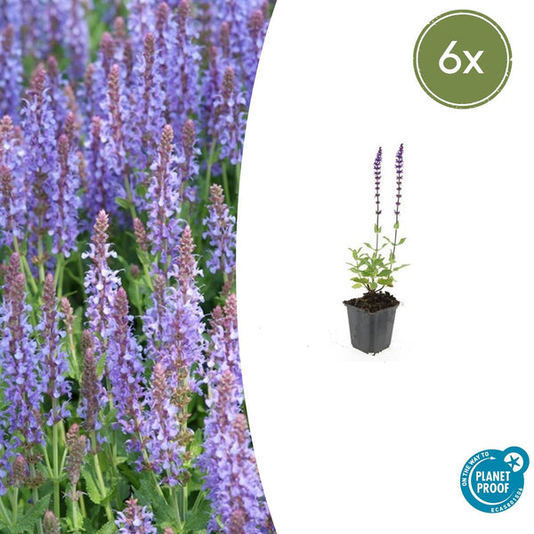 Steppensalbei ‚Caradonna' – Salvia nemorosa – 6 Stück