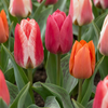 Greigii-Tulpe Mischung – Tulipa greigii
