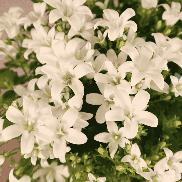 Glockenblume ‚Addenda Ambella' – Campanula – Ansicht 3