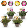 Mittagsblume ‚Jewel of Desert' – Delosperma