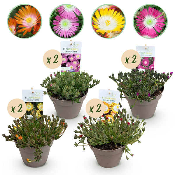Mittagsblume ‚Jewel of Desert' – Delosperma