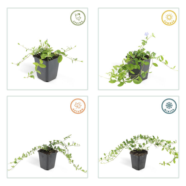 Kleines Immergrün ‚La Grave' – Vinca minor – Ansicht 4