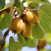 Kiwi-Set „Grün & Gelb" – Kiwi ‚Jenny' und ‚Golden Kiwi' – Ansicht 5