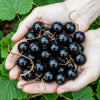 Jostabeere – Ribes × nidigrolaria – Ansicht 4