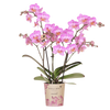 Schmetterlingsorchidee ‚Mineral Switzerland' – Phalaenopsis